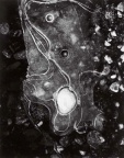 冰花-2 Ice Details-2 (10687 visits) 冰花-2,美国北安多弗
Ice Details-2,
North Andover, USA
银盐纸基
Gelatin Silver Prin... 冰花-2 Ice Details-2