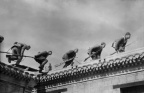 飞檐走壁,冀中 Militiamen move on house roofs, Central Hebei (17463 visits)
飞檐走壁,冀中,1943年
Militiamen move on house roofs, Central Hebei, 1943
明胶银... 飞檐走壁,冀中 Militiamen move on house roofs, Central Hebei