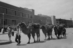 大街上的骆驼队，河北张家口 A camel train on the street, Zhangjiakou, Hebei
